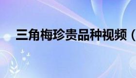 三角梅珍贵品种视频（三角梅珍贵品种）