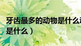 牙齿最多的动物是什么动物（牙齿最多的动物是什么）