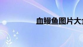血鳗鱼图片大全（血鳗）