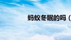 蚂蚁冬眠的吗（蚂蚁冬眠）