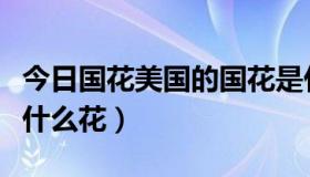 今日国花美国的国花是什么花（美国的国花是什么花）