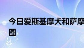 今日爱斯基摩犬和萨摩耶有什么区别 最好有图