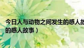 今日人与动物之间发生的感人故事50字（人与动物之间发生的感人故事）
