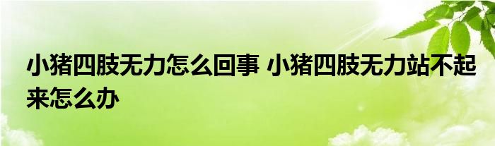 小猪四肢无力怎么回事 小猪四肢无力站不起来怎么办