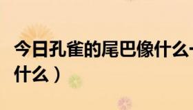 今日孔雀的尾巴像什么一年级（孔雀的尾巴像什么）