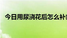 今日用尿浇花后怎么补救（用尿浇花好吗）