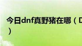 今日dnf真野猪在哪（DNF真野猪公爵怎么打）