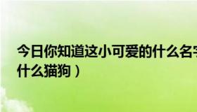 今日你知道这小可爱的什么名字（这个 小可爱 是什么哦猫什么猫狗）
