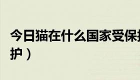 今日猫在什么国家受保护（猫在哪个国家受保护）