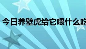 今日养壁虎给它喂什么吃（家养壁虎吃什么）