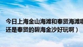 今日上海金山海滩和奉贤海滩哪个好玩（金山城市沙滩好玩还是奉贤的碧海金沙好玩啊）