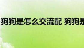 狗狗是怎么交流配 狗狗是怎么交流配怎么样）