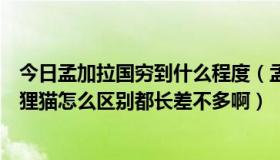 今日孟加拉国穷到什么程度（孟加拉国猫和普通竹节猫、花狸猫怎么区别都长差不多啊）