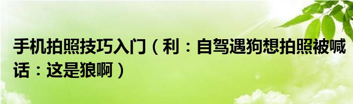 手机拍照技巧入门（利：自驾遇狗想拍照被喊话：这是狼啊）