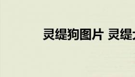 灵缇狗图片 灵缇犬图片 缺点）