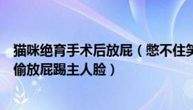 猫咪绝育手术后放屁（憋不住笑了咋整：猫咪绝育后半夜偷偷放屁踢主人脸）