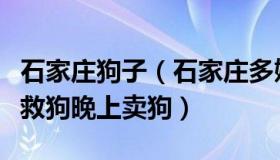 石家庄狗子（石家庄多娇：山东一感染者白天救狗晚上卖狗）
