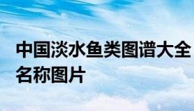 中国淡水鱼类图谱大全（100种常见淡水鱼类名称图片