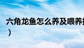 六角龙鱼怎么养及喂养技巧（六角龙鱼怎么养）