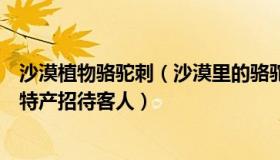 沙漠植物骆驼刺（沙漠里的骆驼刺花：奶奶不识字把狗粮当特产招待客人）