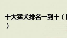 十大猛犬排名一到十（比特犬价格多少钱一只）