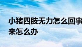 小猪四肢无力怎么回事 小猪四肢无力站不起来怎么办