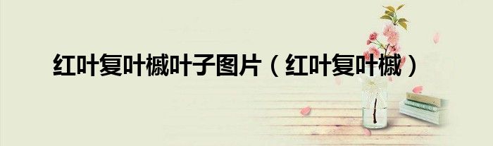 红叶复叶槭好卖吗（红叶复叶槭叶子图片高清）