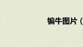 犏牛图片（犏牛）