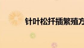 针叶松扦插繁殖方法（针叶松）