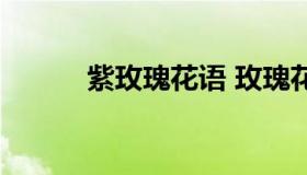 紫玫瑰花语 玫瑰花多少钱一朵）