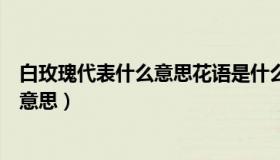 白玫瑰代表什么意思花语是什么（实时快讯白玫瑰代表什么意思）