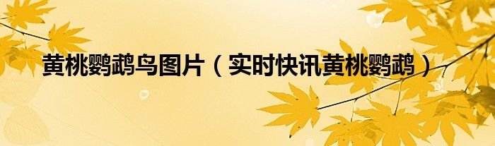 黄桃鹦鹉的寿命一般在多少年 黄桃鹦鹉吧 百度贴吧