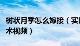树状月季怎么嫁接（实时快讯树状月季嫁接技术视频）