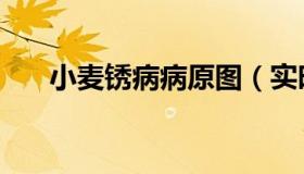小麦锈病病原图（实时快讯小麦锈病）