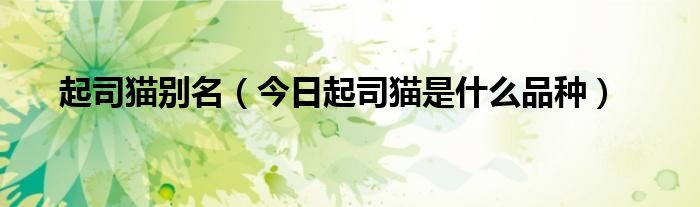 起司猫英文 起司猫日文名