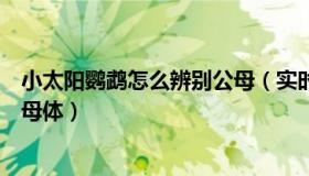 小太阳鹦鹉怎么辨别公母（实时快讯小太阳鹦鹉如何分辨公母体）