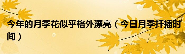 月季花现在这个时间能插活吗 2021年月季行情好不好