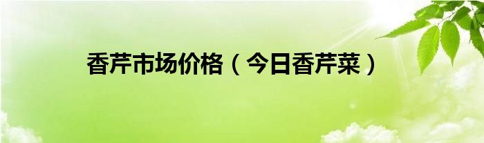 香芹芒价格今日多少一斤 香芹市场多少钱一斤