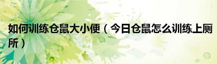 如何训练仓鼠定点拉屎 仓鼠如何训练上手?