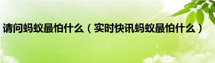 请问蚂蚁最怕什么东西 蚂蚁最怕什么了什么能治蚂蚁