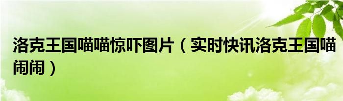 洛克王国喵喵刷出概率 洛克王国喵喵捕捉攻略